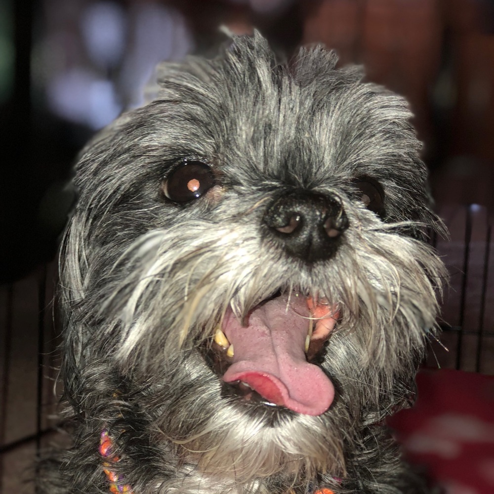 Meet your Posher, Missy